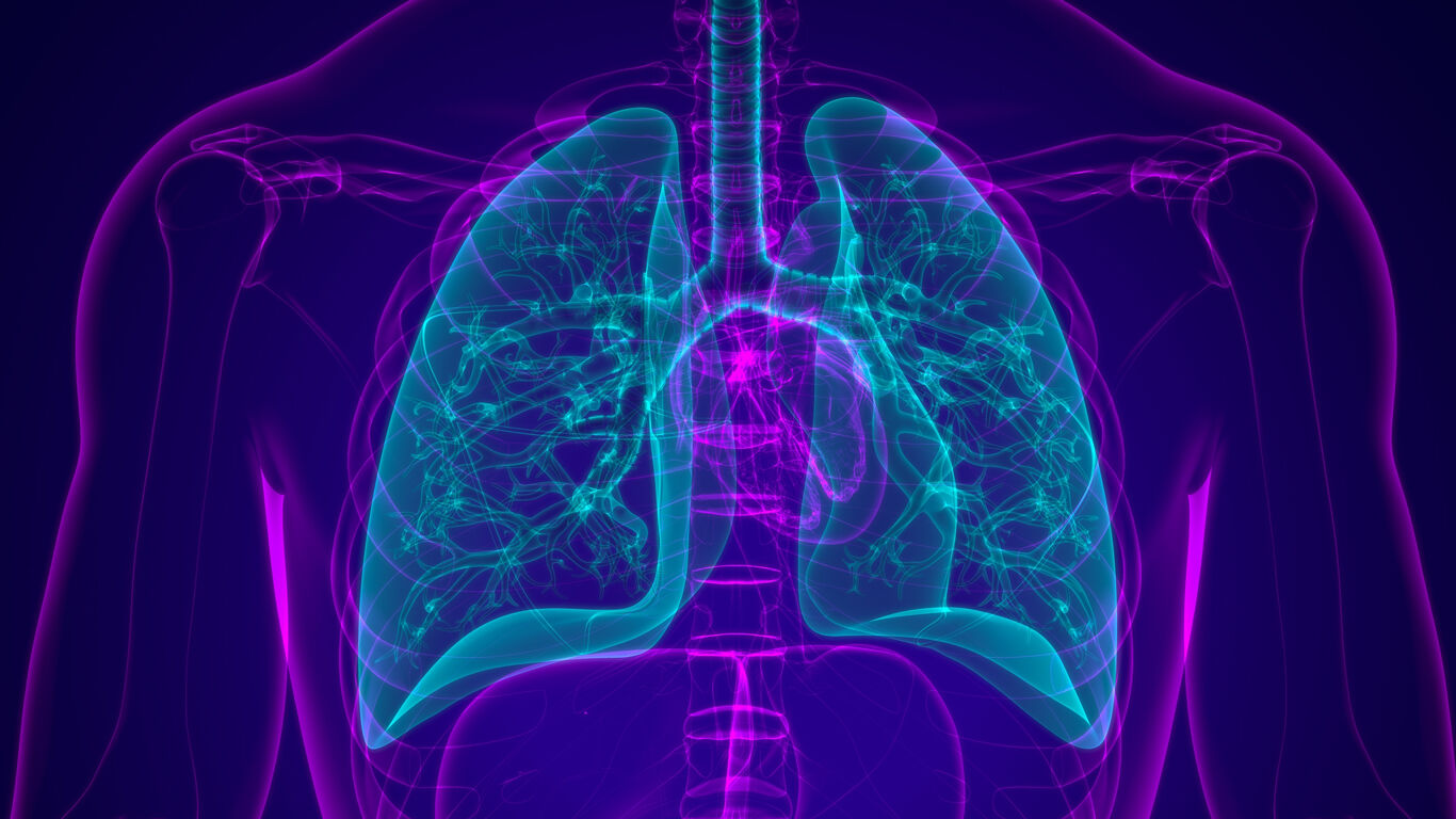 Lungs in a body
